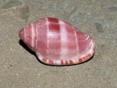 Marginella