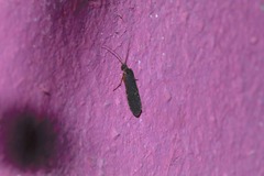 Rhyacophiloidea