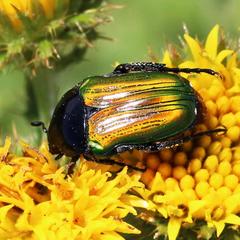 Leucocelis haemorrhoidalis