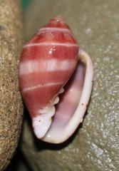 Marginella