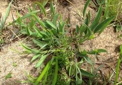 Tephrosia marginella