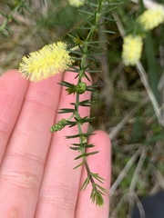 Acacia verticillata verticillata