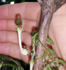 Ceropegia linearis