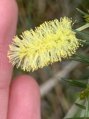 Acacia verticillata verticillata