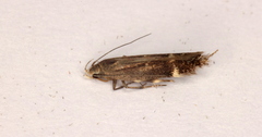 Aproaerema isoscelixantha