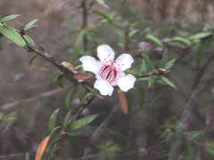 Leptospermum scoparium