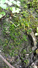 Anthoceros