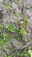 Anthoceros