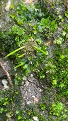Anthoceros