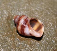 Nucella dubia