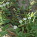 Silene primuliflora - Photo (c) Ina Loots, some rights reserved (CC BY-NC), uploaded by Ina Loots