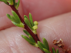 Eriophyes adenostomae