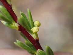 Eriophyes adenostomae