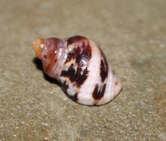 Nucella dubia