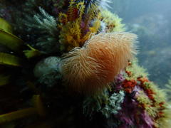 Protula bispiralis