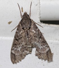 Psilogramma menephron