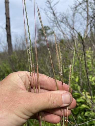 Andropogon arctatus image