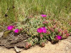 Delosperma obtusum