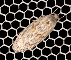 Phylomictis sarcinopa