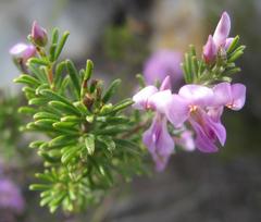 Indigofera pappei