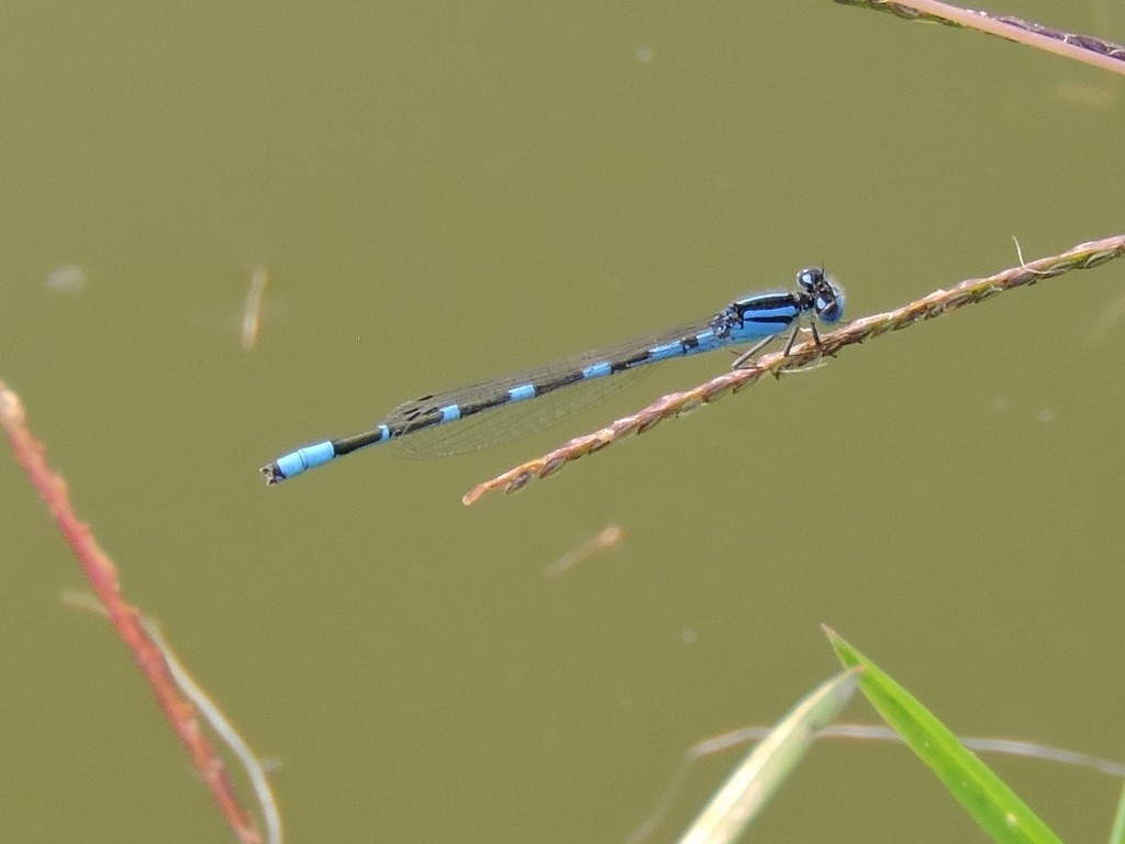 Tule Bluet