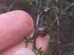 Leptospermum scoparium