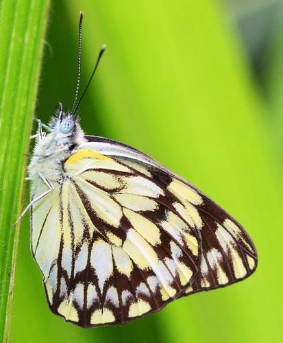 African Veined White