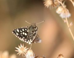 Ernsta dromus