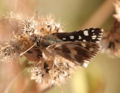 Ernsta dromus