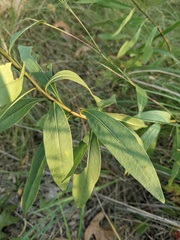 Solidago speciosa rigidiuscula