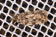 Barea nymphica