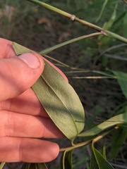 Solidago speciosa rigidiuscula
