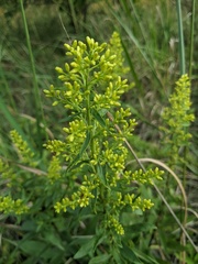 Solidago speciosa rigidiuscula
