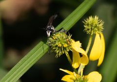 Eremnophila aureonotata