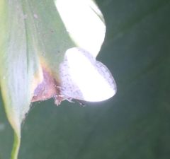 Spalgis lemolea lemolea