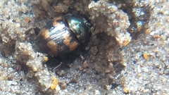 Onthophagus trituber