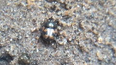 Onthophagus trituber