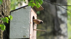 Phoenicurus phoenicurus