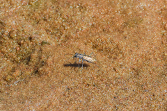 Ellipsoptera cuprascens