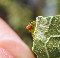 Calycomyza platyptera