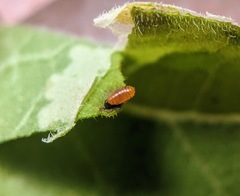 Calycomyza platyptera