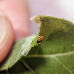 Calycomyza platyptera