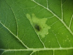 Calycomyza platyptera