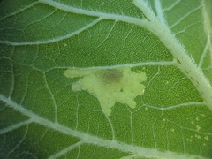 Calycomyza platyptera