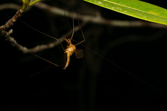 Megistocera
