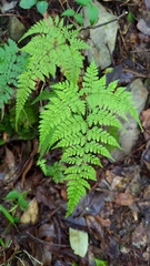 Arachniodes quadripinnata