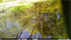 Lophodytes cucullatus