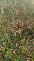 Rhynchospora scirpoides