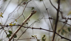Thelotornis capensis capensis