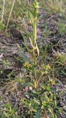 Ludwigia sphaerocarpa